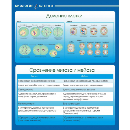 Деление клетки Сравнение митоза и мейоза